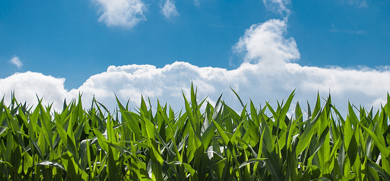 Innovaciones en la agricultura moderna